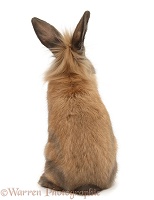 Lionhead-cross rabbit, back view