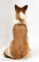 Border Collie back view