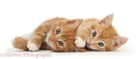 Two ginger kittens lying together on their sides