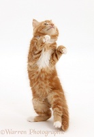Ginger kitten standing up