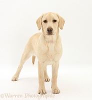 Yellow Labrador pup, 5 months old, standing