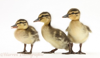 Three Mallard ducklings