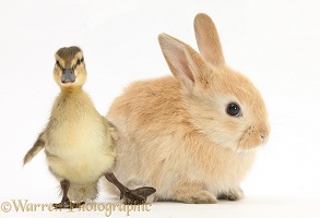 Young Sandy Lop rabbit and Mallard duckling