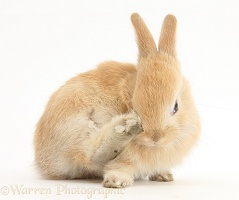 Young Sandy Lop rabbit scratching his nose