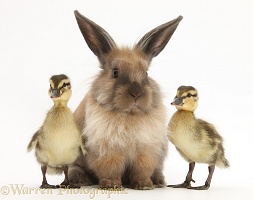 Young Lionhead-Lop rabbit and Mallard ducklings