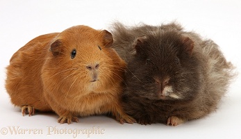 Red and shaggy Guinea pigs