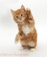 Ginger kitten standing up and reaching out