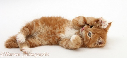 Ginger kitten rolling playfully on its back