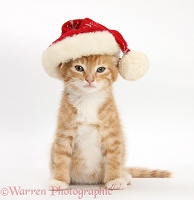 Ginger kitten wearing a Santa hat