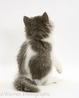 Grey-and-white kitten, back view
