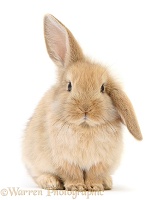 Baby Sandy Lop rabbit