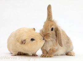 Yellow Guinea pig and baby Sandy Lop rabbit