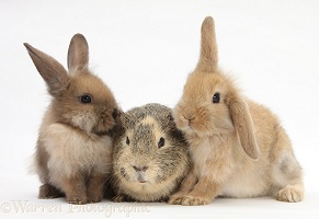 Yellow-agouti Guinea pig and baby Sandy Lop rabbits