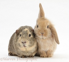 Yellow-agouti Guinea pig and baby Sandy Lop rabbit