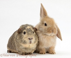 Yellow-agouti Guinea pig and baby Sandy Lop rabbit