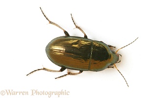 Small ground beetle