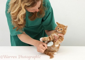 Vet nurse grooming a ginger kitten