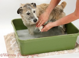 Patterdale x Jack Russell Terrier having his feet washed