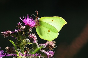 Brimstone Butterfly on marsh thistle