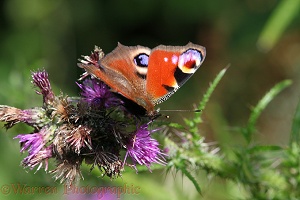 Peacock butterfly on marsh thistle