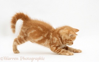 Ginger kitten pouncing