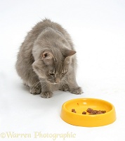 Maine Coon cat eating from a yellow plastic bowl