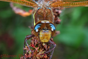 Brown Hawker Dragonfly