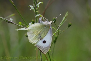 Large White Butterfly egg laying