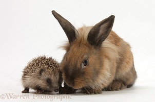 Baby Hedgehog and young Lionhead-cross rabbit