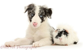 Blue merle Border Collie puppy and Guinea pig