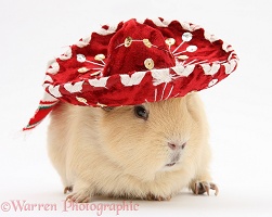 Yellow Guinea pig wearing a Mexican hat