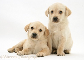 Retriever-cross pups