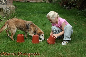 Dog playing flowerpot treat seek game
