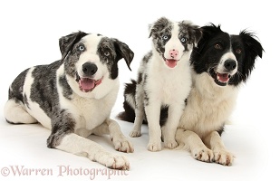 Blue merle and Black-and-white Border Collies and pup