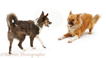 Dogs showing agression