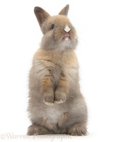 Baby rabbit standing up