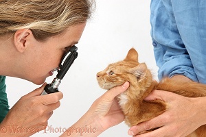 Vet examining a kitten's eye with an ophthalmoscope