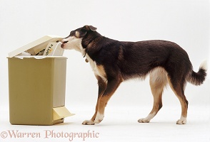 Dog scavenging from a kitchen bin