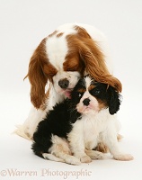 King Charles Spaniel bitch and pup