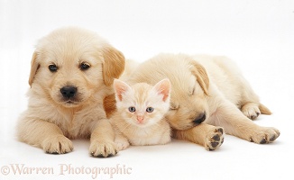 Golden Retriever pup with cream kitten