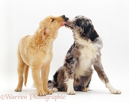 Retriever pup and Border Collie licking