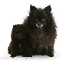 Black Pomeranian mother and pup