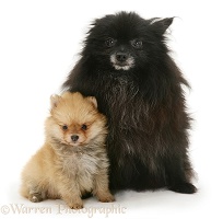 Black Pomeranian mother and gold pup