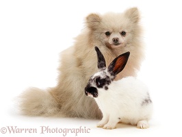 Pomeranian and black-and-white spotted rabbit