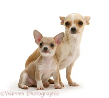 Smooth-haired Chihuahua bitch and pup
