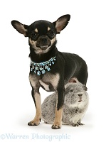 Black-and-tan Chihuahua bitch and silver Guinea pig