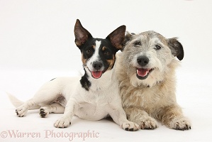 Jack Russell and Jack Russell-cross