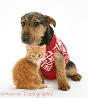 Ginger kitten and Jack Russell Terrier