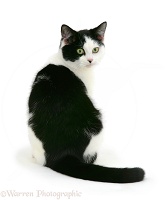 Black-and-white cat looking over its shoulder