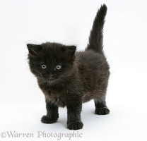 Black kitten, 7 weeks old, standing